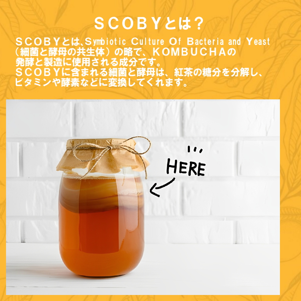 SCOBY（スコビー）とは？