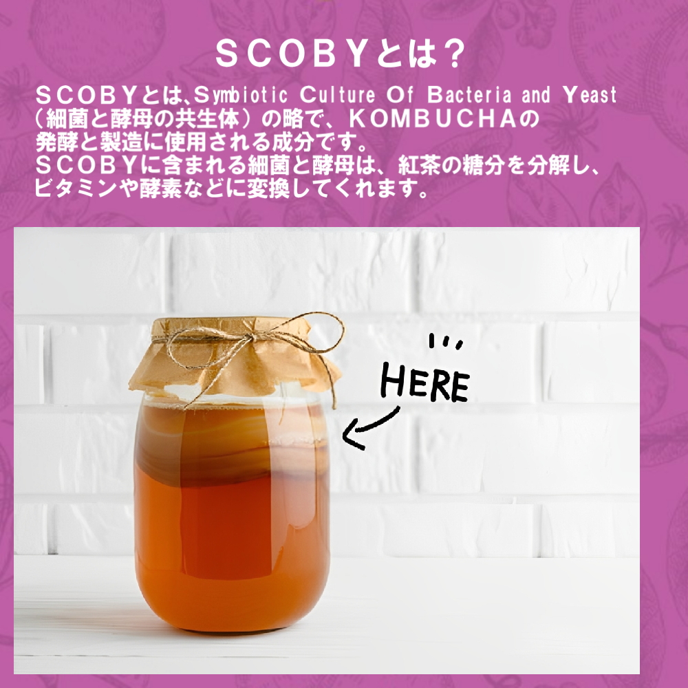 SCOBY（スコビー）とは？