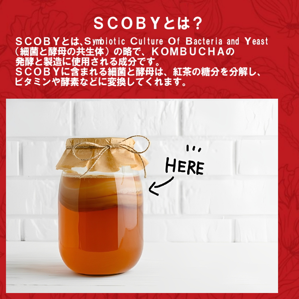 SCOBY（スコビー）とは？